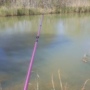 Meet your Posher, Betsy